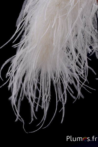 Autruche mèche - 10 cm - crème